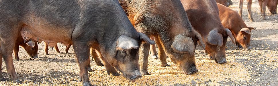 jamón